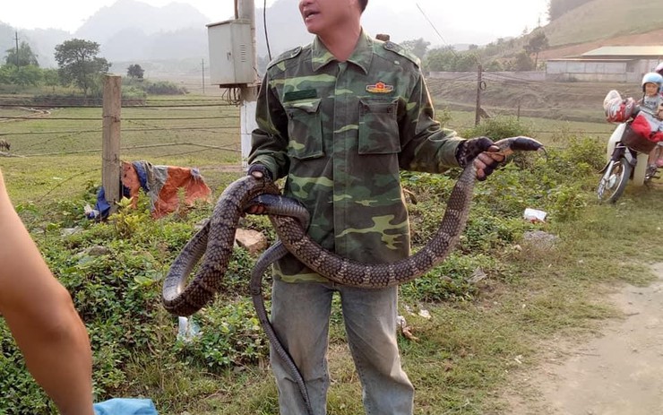 ran ho mang6
